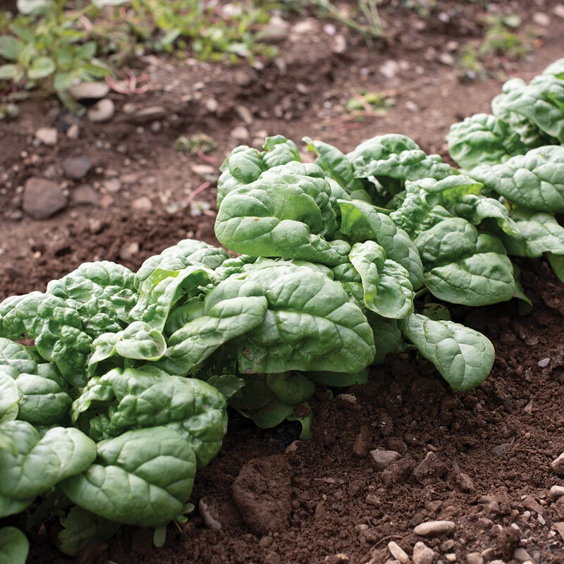 Organic Hammerhead Spinach Seeds – Hearty, Nutritious Greens for Your Garden