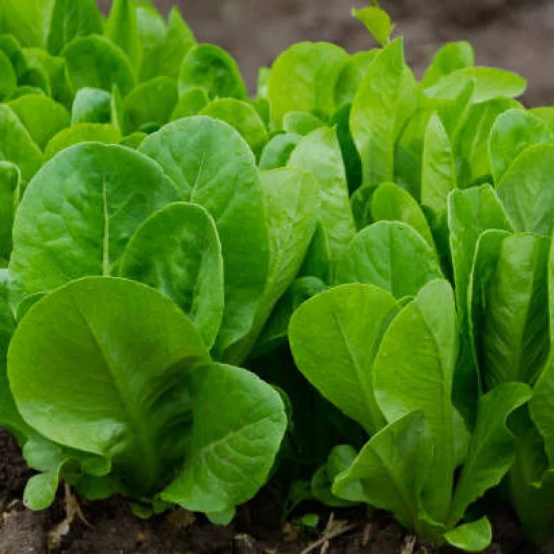 Organic Hammerhead Spinach Seeds – Hearty, Nutritious Greens for Your Garden