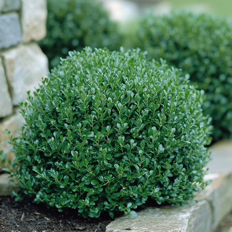 Winter Gem Boxwood Seeds – Cold-Hardy Evergreen Shrub for Lush Landscaping