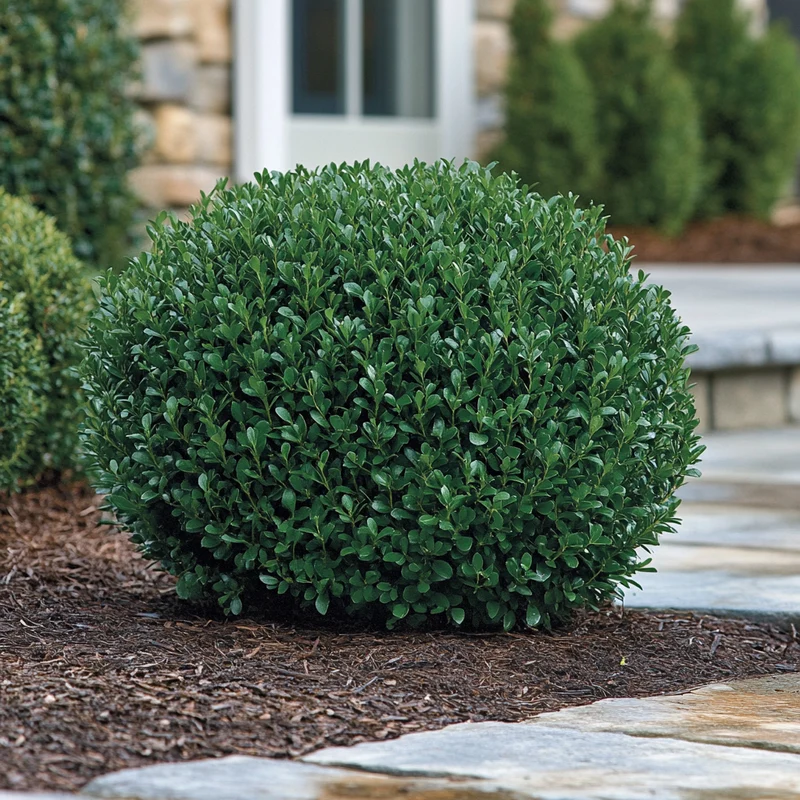 Winter Gem Boxwood Seeds – Cold-Hardy Evergreen Shrub for Lush Landscaping
