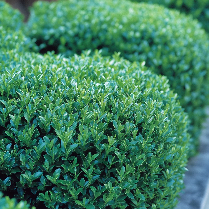 Winter Gem Boxwood Seeds – Cold-Hardy Evergreen Shrub for Lush Landscaping
