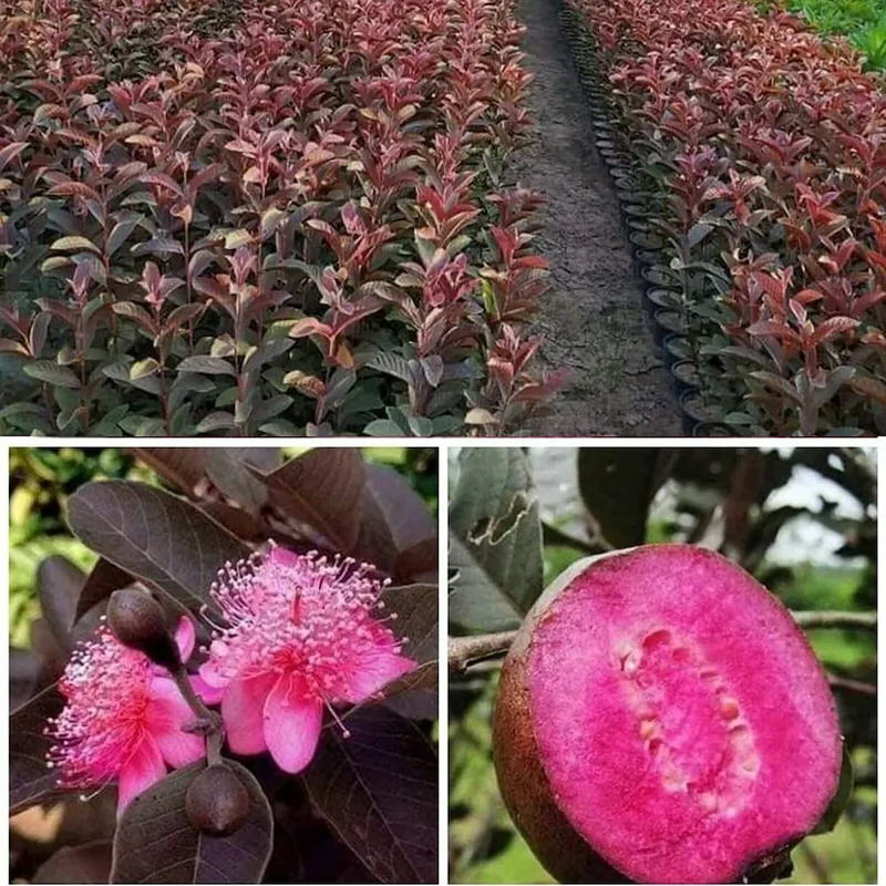 Red Malaysian Guava Seeds – Exotic Red-Fleshed Tropical Fruit for Planting