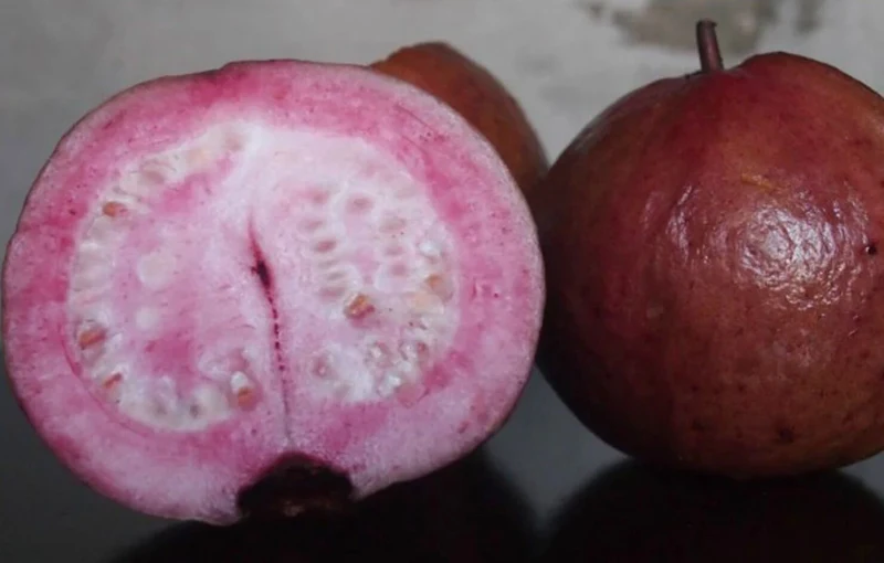Red Malaysian Guava Seeds – Exotic Red-Fleshed Tropical Fruit for Planting