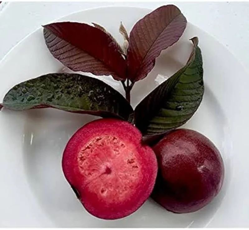Red Malaysian Guava Seeds – Exotic Red-Fleshed Tropical Fruit for Planting