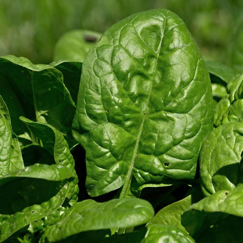 Regiment Spinach Seeds – High-Yield, Nutritious Green Variety for Healthy Gardens