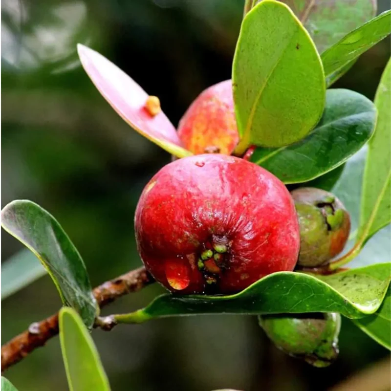 Barbados (Strawberry Guava) Seeds – Sweet & Fragrant Tropical Fruit for Planting