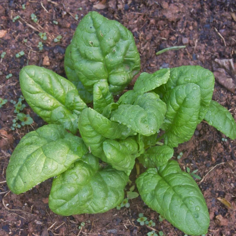 Bloomsdale Long Standing Spinach Seeds – Heirloom, Nutritious, and Cold-Hardy Variety