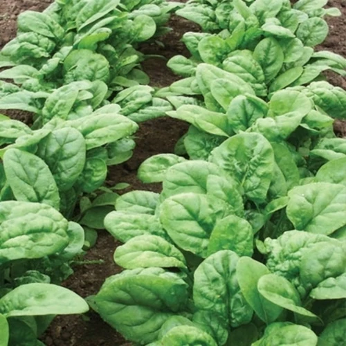 Bloomsdale Long Standing Spinach Seeds – Heirloom, Nutritious, and Cold-Hardy Variety