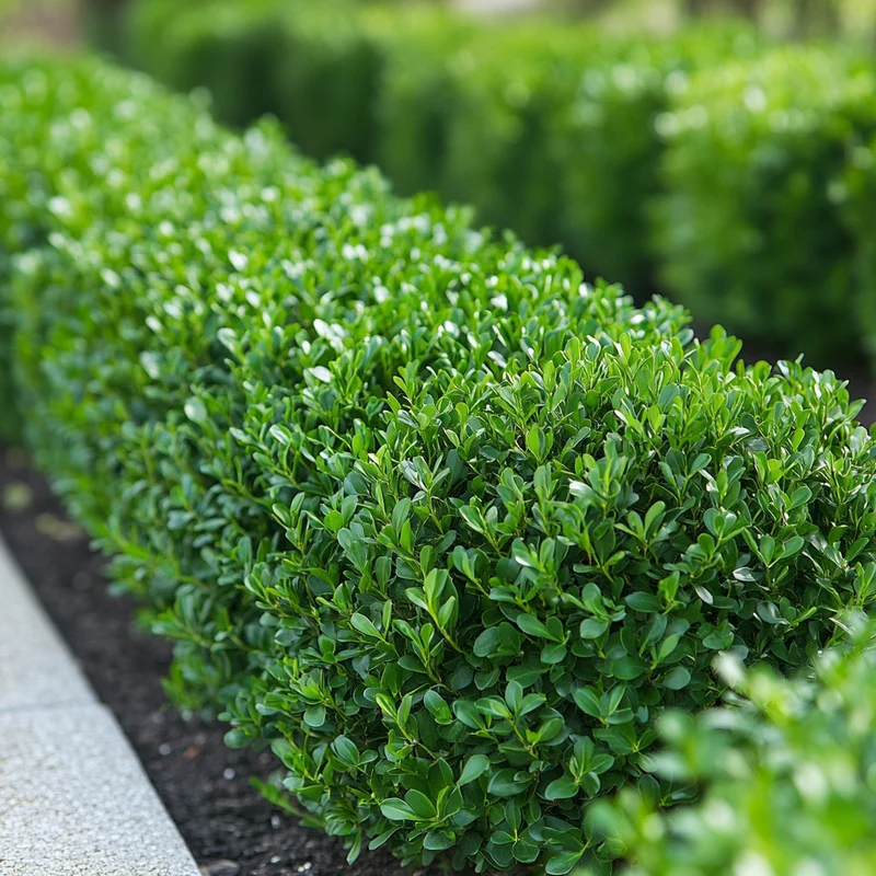 Green Beauty Boxwood Seeds – Lush Evergreen Shrub for Elegant Hedges & Borders