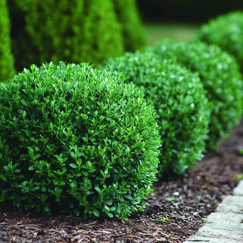 Green Gem Boxwood – Compact Evergreen Shrub for Low-Maintenance Landscaping