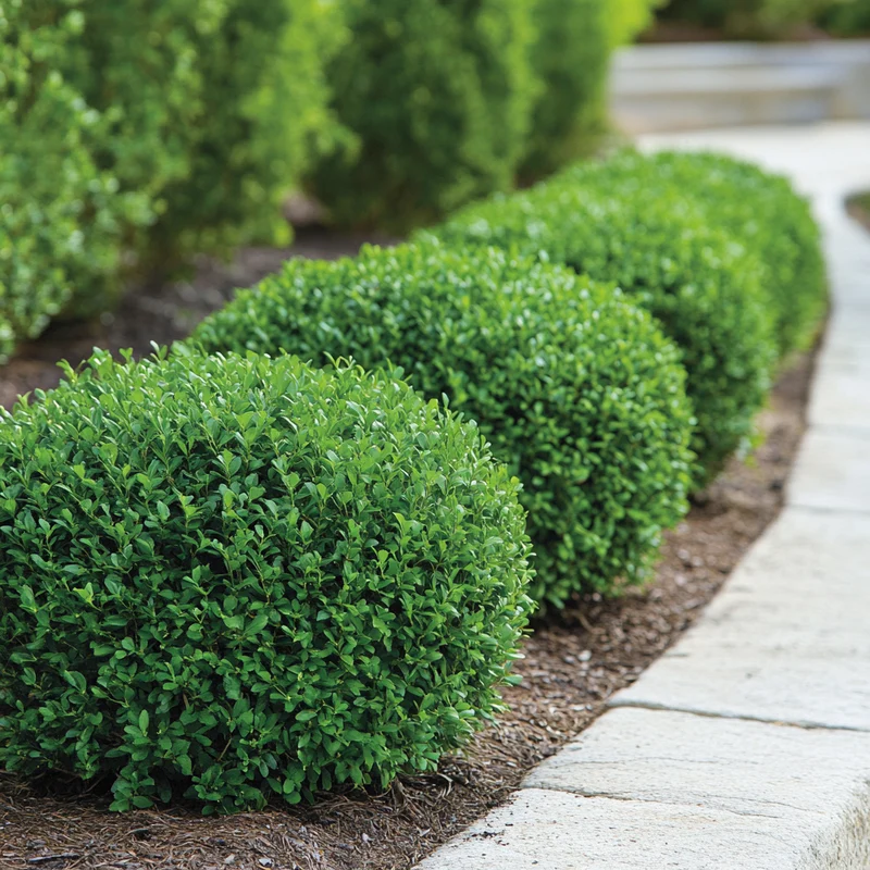 Green Gem Boxwood – Compact Evergreen Shrub for Low-Maintenance Landscaping