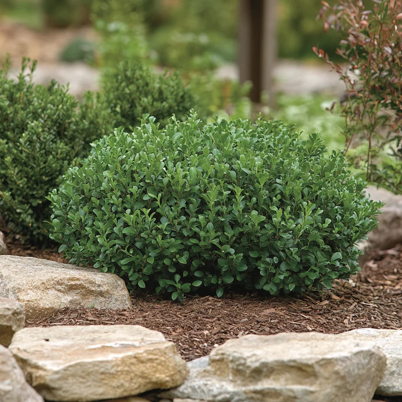 Green Gem Boxwood – Compact Evergreen Shrub for Low-Maintenance Landscaping