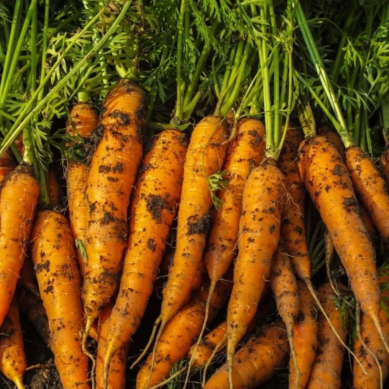 Berlicum Carrot Seeds - High-Yield, Sweet & Flavorful Carrots for Your Garden