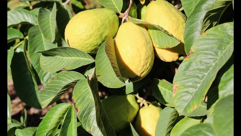 Beaumont Guava Seeds – Sweet & Aromatic Tropical Fruit for Planting