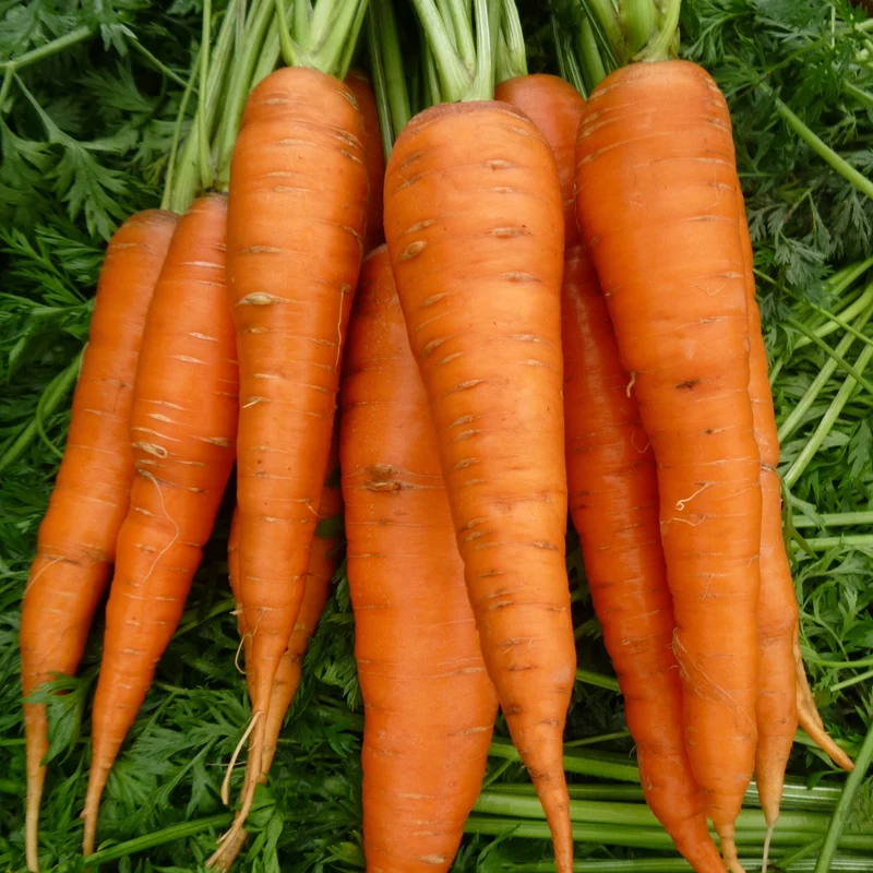 Autumn King Carrot Seeds – Heirloom, Sweet & Hardy Variety