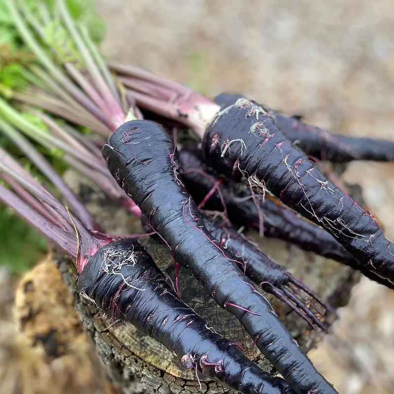 Pusa Asita Black Carrot Seeds – Rare Heirloom Variety for Deep Purple-Black Carrots