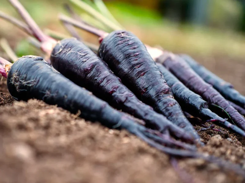 Black Nebula Carrot Seeds – Rare Heirloom Variety for Deep Purple, Nutrient-Rich Harvest