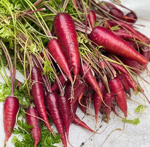 Cosmic Purple Carrot Seeds – Heirloom, Vibrant & Sweet