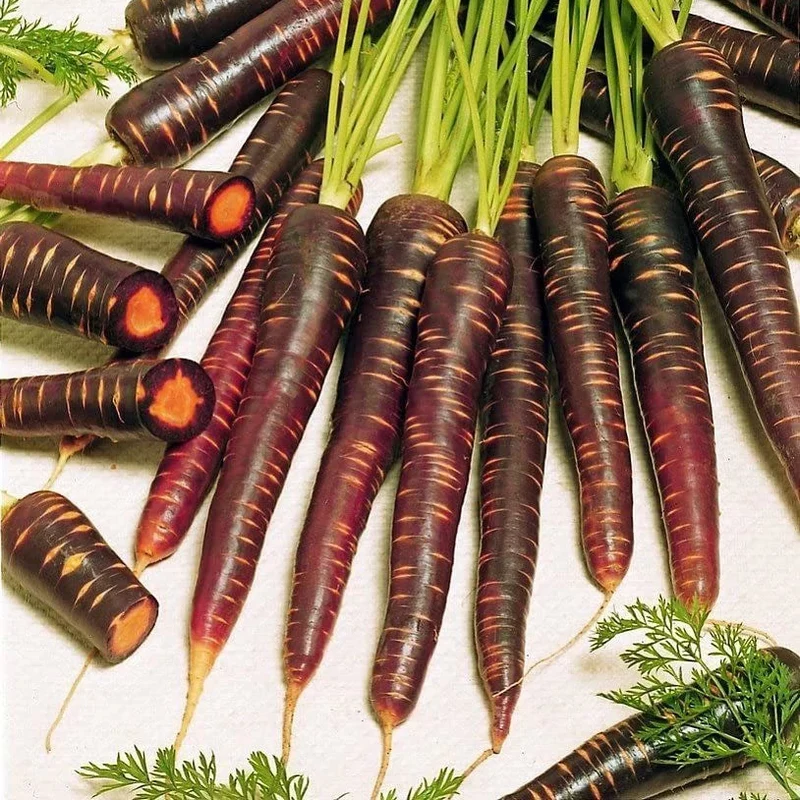 Purple Haze Carrot Seeds – Unique Heirloom Variety for Vibrant Harvests
