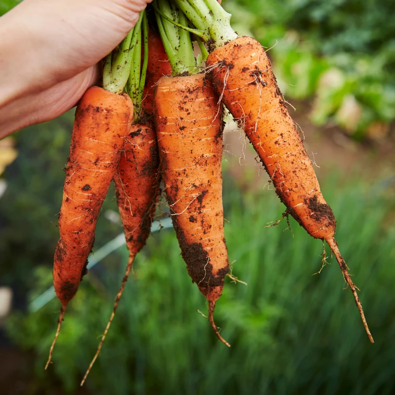 Adelaide Carrot Seeds – Early Baby Carrot Variety - Premium Quality for Home Gardening
