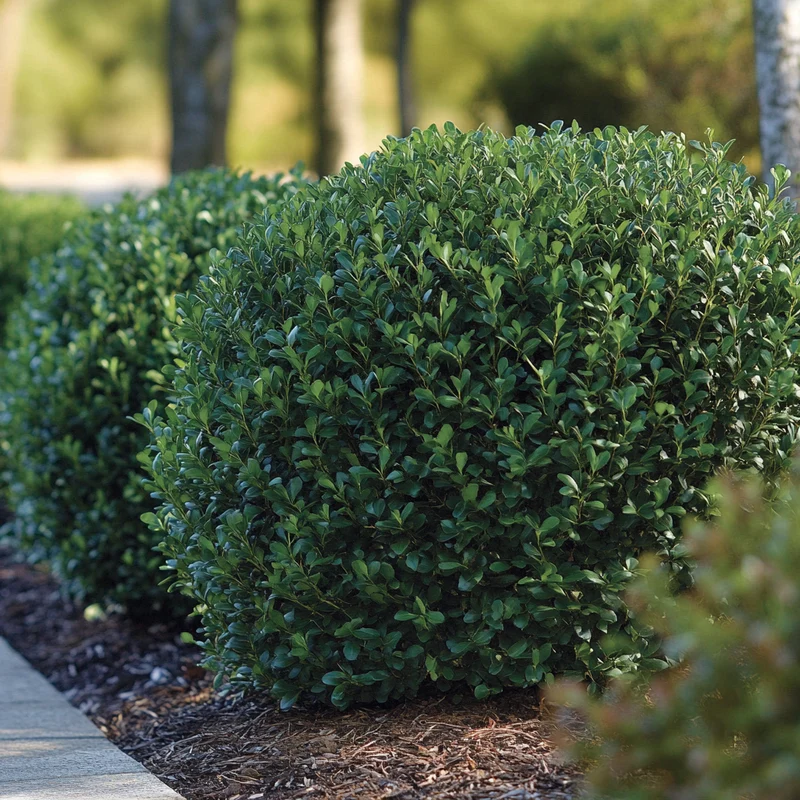 Wintergreen Boxwood Seeds – Hardy Evergreen Shrub for Year-Round Greenery
