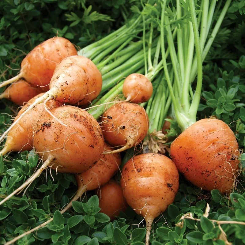 Parisian (Paris Market) Carrot Seeds – Round, Sweet & Heirloom Variety