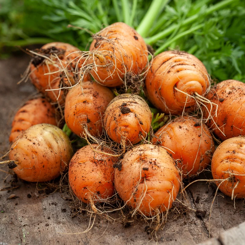 Parisian (Paris Market) Carrot Seeds – Round, Sweet & Heirloom Variety