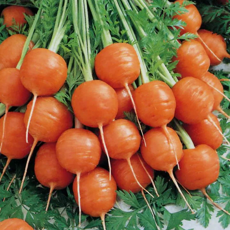 Parisian (Paris Market) Carrot Seeds – Round, Sweet & Heirloom Variety