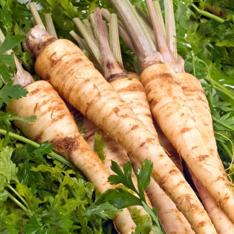Hamburg Rooted Parsley Seeds – Heirloom, Non-GMO, Fast-Growing Herb & Root Vegetable for Gardens