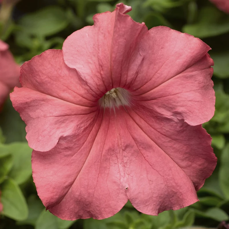 Salmon Petunia Seeds – Rosy-Orange Blooms for Gardens & Containers