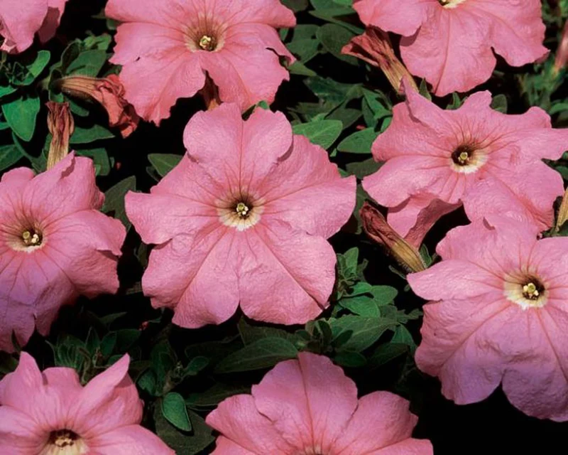Salmon Petunia Seeds – Rosy-Orange Blooms for Gardens & Containers