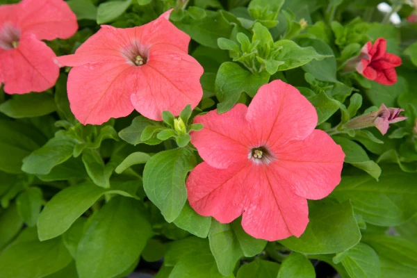 Salmon Petunia Seeds – Rosy-Orange Blooms for Gardens & Containers