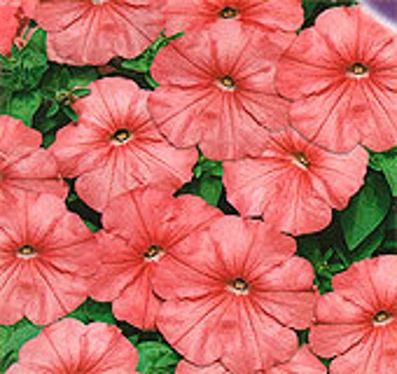 Salmon Petunia Seeds – Rosy-Orange Blooms for Gardens & Containers