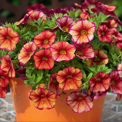 Petunia Seeds (Apricot Petunia Seeds) - Warm Peachy Blooms for Gardens & Hanging Baskets