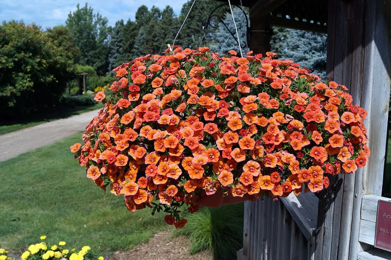 Petunia Seeds (Apricot Petunia Seeds) - Warm Peachy Blooms for Gardens & Hanging Baskets