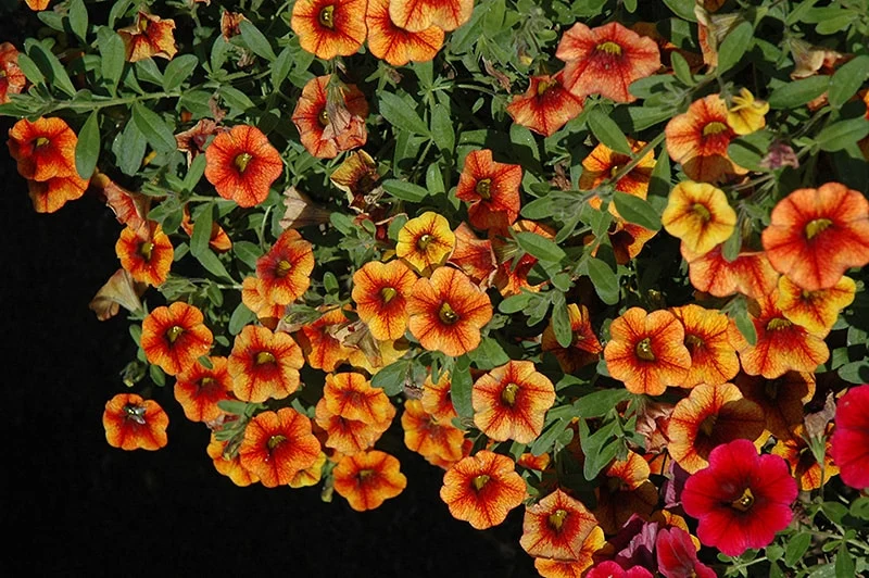 Petunia Seeds (Apricot Petunia Seeds) - Warm Peachy Blooms for Gardens & Hanging Baskets