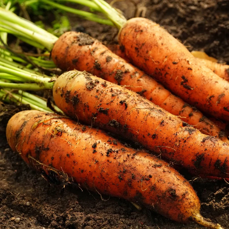 Danvers 126 Carrot Seeds – Heirloom, Sweet & Crisp - High Yield & Easy to Grow