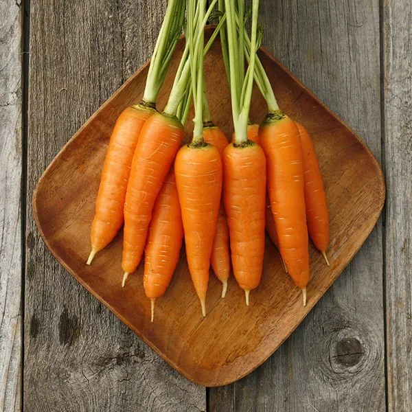Danvers 126 Carrot Seeds – Heirloom, Sweet & Crisp - High Yield & Easy to Grow