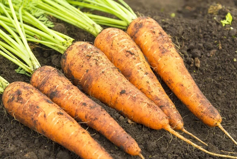 Danvers 126 Carrot Seeds – Heirloom, Sweet & Crisp - High Yield & Easy to Grow