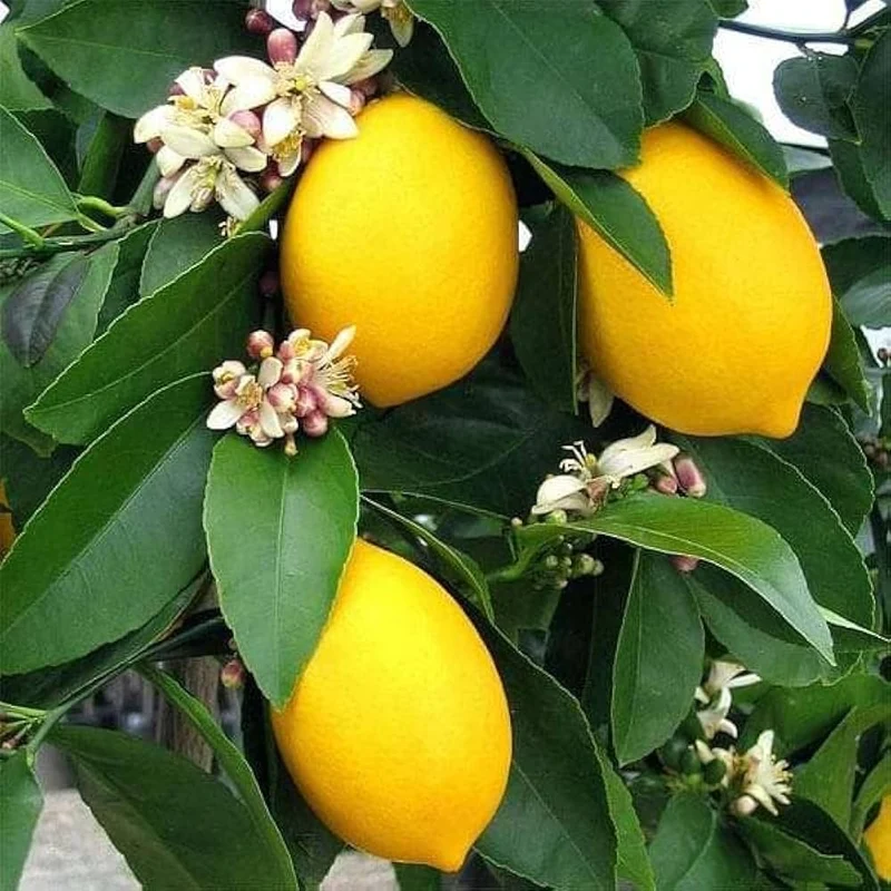 Lumia Lemon Seeds for Planting – Grow Exotic Citrus Trees at Home