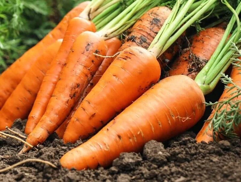 Hercules Carrot Seeds – High-Yield, Sweet & Crisp Heirloom Variety
