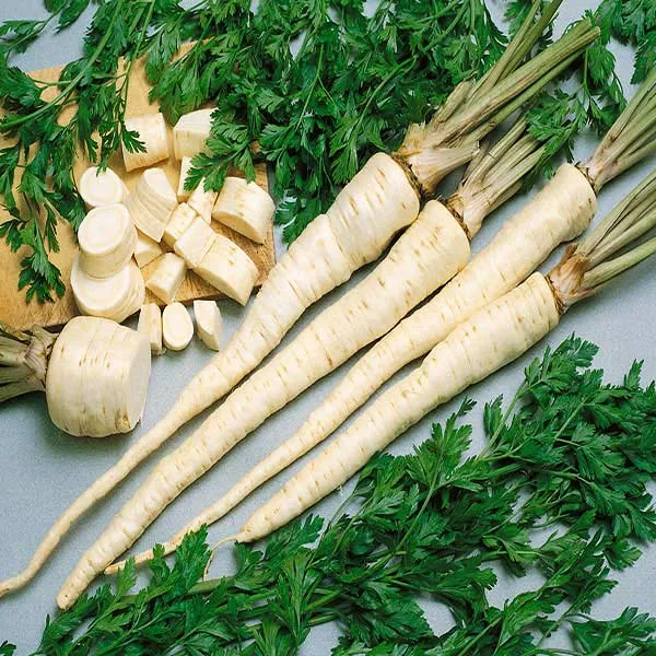 Root Parsley Seeds – Heirloom Variety, Premium Quality, Ideal for Culinary & Garden Planting
