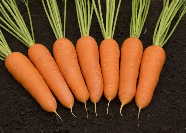 Carson Carrot Seeds – Premium Heirloom Variety for Crisp & Sweet Harvests