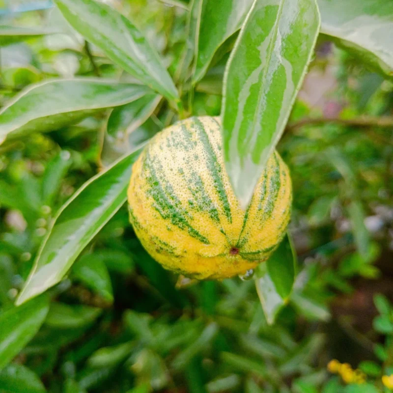 Pink Variegated Lemon Seeds for Planting – Grow Unique Striped Citrus at Home