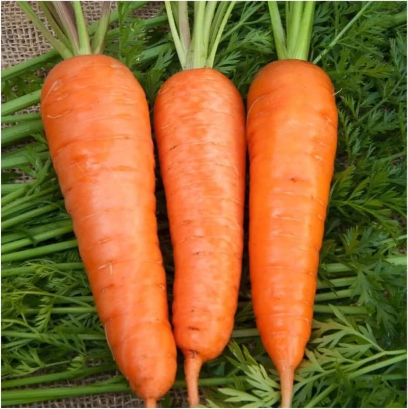 Royal Chantenay Carrot Seeds – Heirloom, Sweet & Crisp - Grow Your Own Carrots