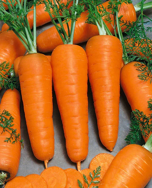 Royal Chantenay Carrot Seeds – Heirloom, Sweet & Crisp - Grow Your Own Carrots
