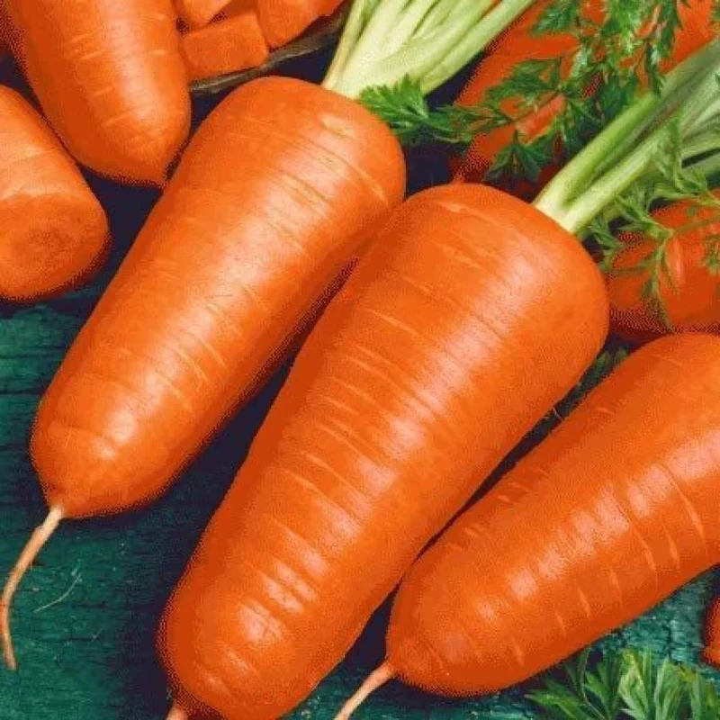 Red-Cored Chantenay Carrot Seeds – Heirloom, Sweet & Crisp Variety