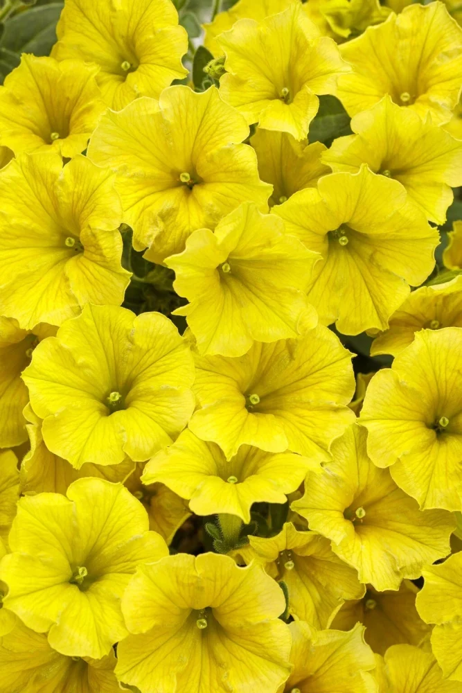 Lemon Yellow Petunia Seeds – Soft, Sunny Blooms for Gardens & Hanging Baskets