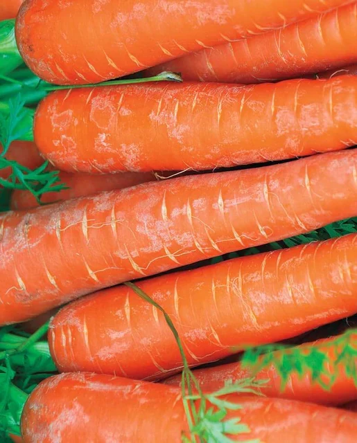 Bolero Carrot Seeds – Premium Hybrid, Sweet & Crisp - High-Yield & Disease-Resistant