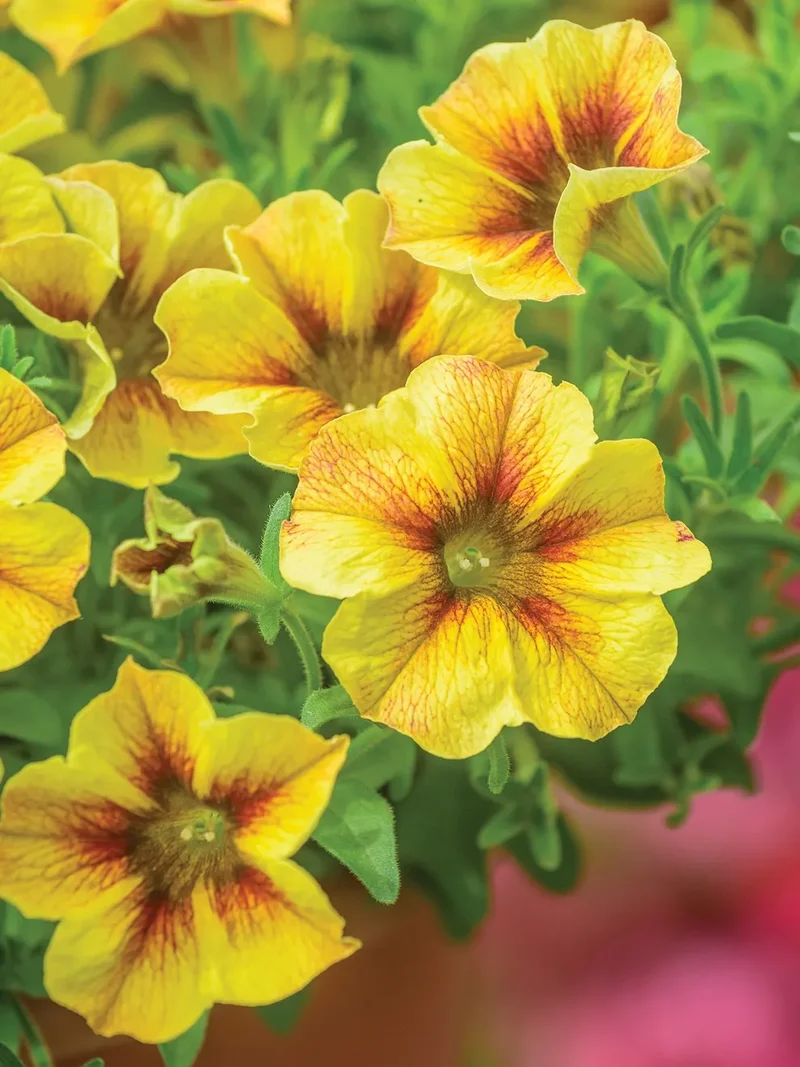 Golden Yellow Petunia Seeds – Bright, Cheerful Blooms for Gardens & Containers